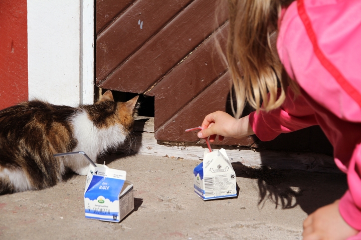 hunajaista kissalle maitoa lapset arla